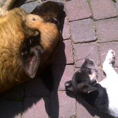 Profile Picture of Mariska Peters (@petersmmjj) on Twitter