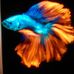 Profile Picture of Ron Anders (@ron.anders.144) on Facebook