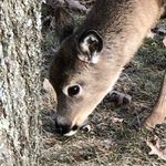 Profile Picture of Ian Philbrick-Miller (@ian_dangfang) on Instagram