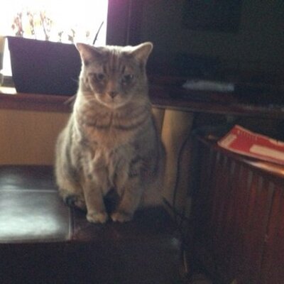 Profile Picture of Tony Scherer (@tscherer21) on Twitter