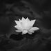 Profile Picture of Van Anh Nguyen (@vananh.nguyen.56) on Facebook