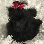 Candace Thomas - Instagram Profile Picture of Candace Thomas (@candythoma) on Instagram