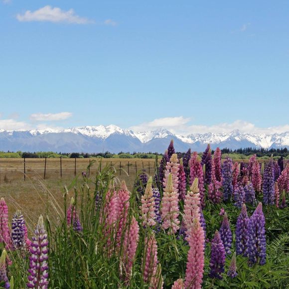 Profile Picture of Dolly Lasee (@chippy214) on Poshmark