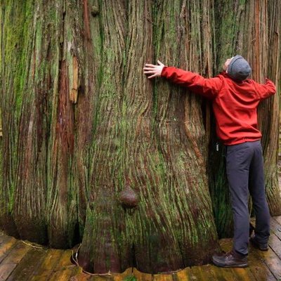 Profile Picture of Mark Tallman (@bctreehugger) on Twitter