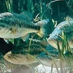 Profile Picture of Jerry Brammer (@jerry.brammer.92) on Facebook