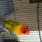 Profile Picture of Lbird Madura (@lbird.madura) on Facebook