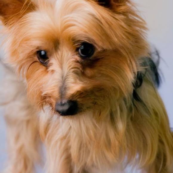 Profile Picture of Stasa Maletic (@mstanislava) on Poshmark