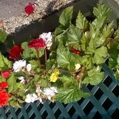 Profile Picture of Brian Gilman (@BrianGilman12) on Twitter