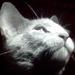 Profile Picture of Dianna Lydard (@dlydard) on Pinterest