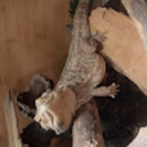 Profile Picture of Lixx Lizards (@lixxlizards) on Poshmark