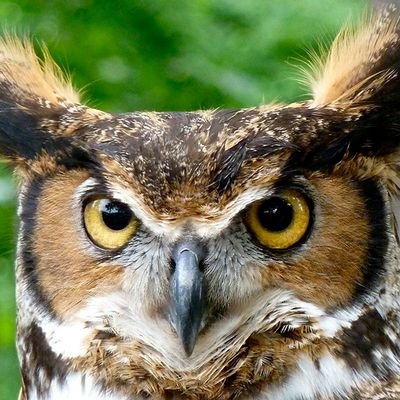 Profile Picture of Joe Botticelli (@JoeBotticelli) on Twitter