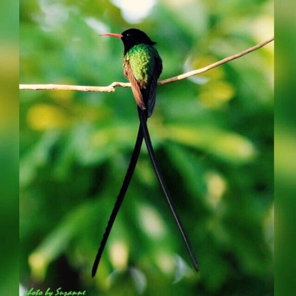 Profile Picture of Pauline Capers (@pas9162) on Poshmark