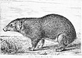 Profile Picture of Palawan stink badgeron Wikipedia