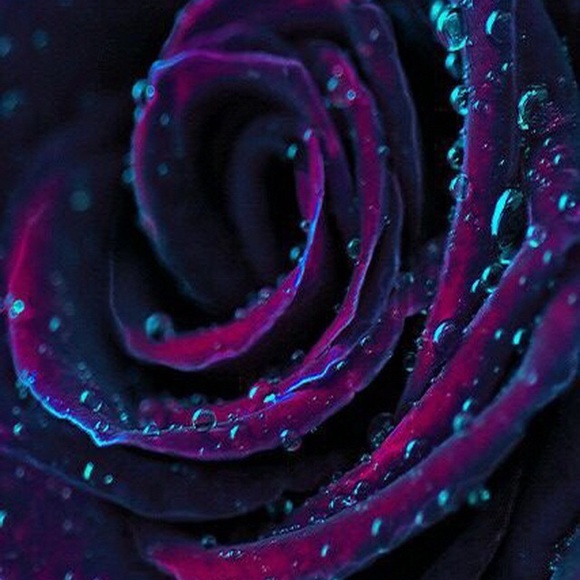 Profile Picture of Michelle Peto (@mlpeto) on Poshmark