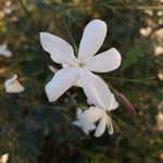 Samar Daoud - Instagram Profile Picture of Samar Daoud (@samar.daoud00) on Instagram