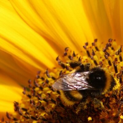 Profile Picture of Christina Elsinga (@Chris1Elsinga) on Twitter