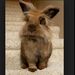 Profile Picture of Lucy Smart (@smartlucy) on Pinterest