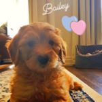 Profile Picture of Bailey Walters (@bailey_doodle_walters) on Instagram