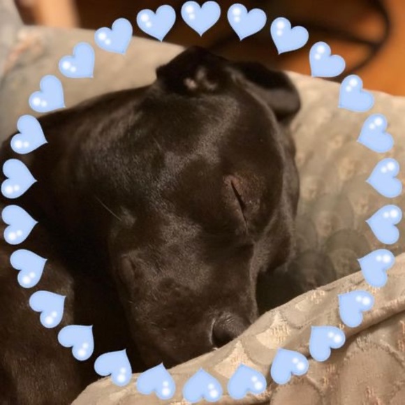 Profile Picture of Avi Cataudella (@nalfavi) on Poshmark