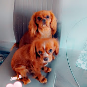 Profile Picture of Lucy And Casey, Double Trouble. (@LucyandCaseydoubletrouble.) on Youtube