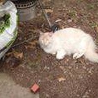 Profile Picture of Melva Wheeler (@melva-wheeler) on Quora