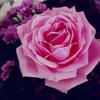 Profile Picture of AsiaFaisal (@asiafqadeer) on Tiktok