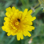 Profile Picture of David Galeano López (@fotografiamacromovil) on Flickr