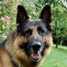 Profile Picture of Joseph Peppers (@josephp2081) on Pinterest