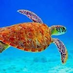 Peter Mercier - Instagram Profile Picture of Peter Mercier (@peter.mercier.3) on Instagram