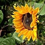 Profile Picture of Maureen Scanlon Conneally (@maureenscanlonconneally) on Instagram