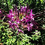 Nancy Xiong - Instagram Profile Picture of Nancy Xiong (@nxliving) on Instagram