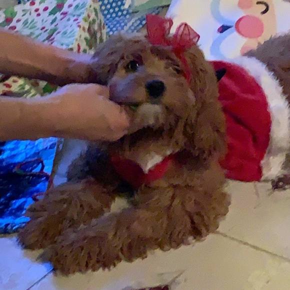 Profile Picture of Joey Amato (@joey_amato) on Poshmark