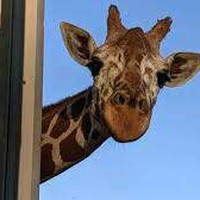 Profile Picture of Carolina Collazo-garcia (@carolina-collazo-garcia) on Quora