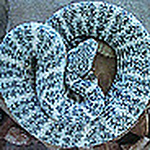 Profile Picture of Joshua Jones (@crotalus_cerberus83) on Flickr