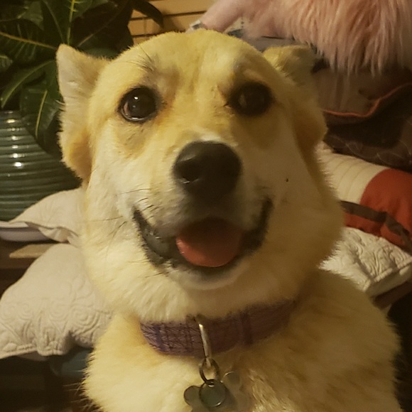 Profile Picture of Windy Tulino (@wtulino) on Poshmark