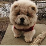 Profile Picture of Leonardo The Chow (@baby_bear_leo) on Instagram