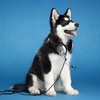 Profile Picture of Derek liner (@@austinsky) on Tiktok