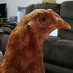 Profile Picture of Stephen Peck (@stephen.peck.351) on Instagram