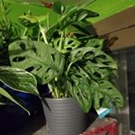 Profile Picture of david Cummings (@djs_plants) on Instagram