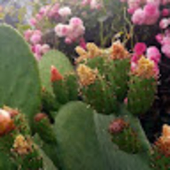 Profile Picture of Lupe Hernandez (@ghernandez12010) on Poshmark