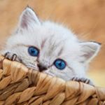 Profile Picture of isabel oramas (@oramasisabel) on Instagram