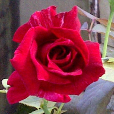 Profile Picture of Petal Joseph (@petsque) on Twitter