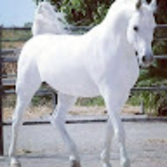 Profile Picture of Ahmed rahim Toure (@ahrthour) on Poshmark