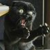 Profile Picture of Nicholas Schweitzer (@nicholas.schweitzer.56) on Facebook