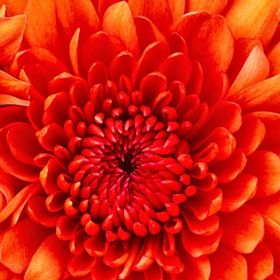 Profile Picture of mahasti Minoui (@mahastiminoui) on Pinterest