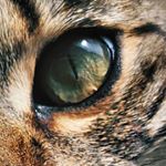 Profile Picture of RONNIE (@cornishbengal) on Instagram