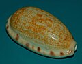 Profile Picture of Blasicruraon Wikipedia