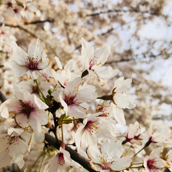 Profile Picture of Celine Trif (@celine_trif) on Poshmark