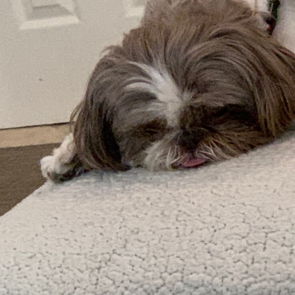 Profile Picture of Melissa Percopo (@mpercopo) on Poshmark