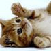 Profile Picture of Fiona Achtymichuk (@fachtymichuk) on Pinterest